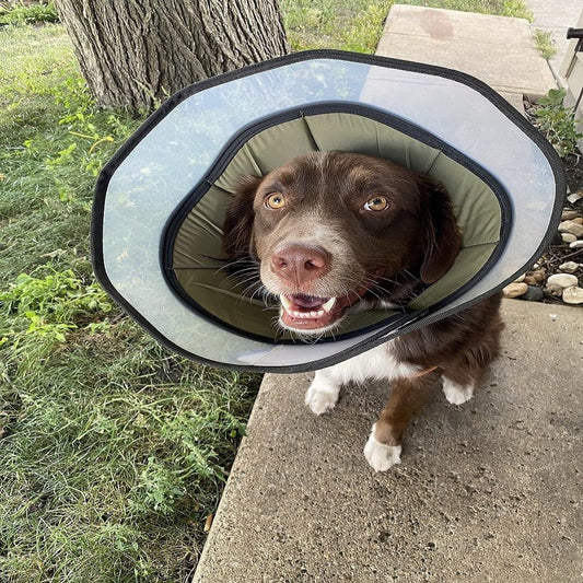 Soft Dog Cone Collar for Large Medium Dogs After Surgery, Adjustable Recovery Lightweight Collar for Dogs to Stop Licking (L) Kemu |Fashion Home Kitchen Beauty